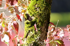 苔むす