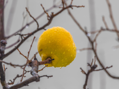 花梨