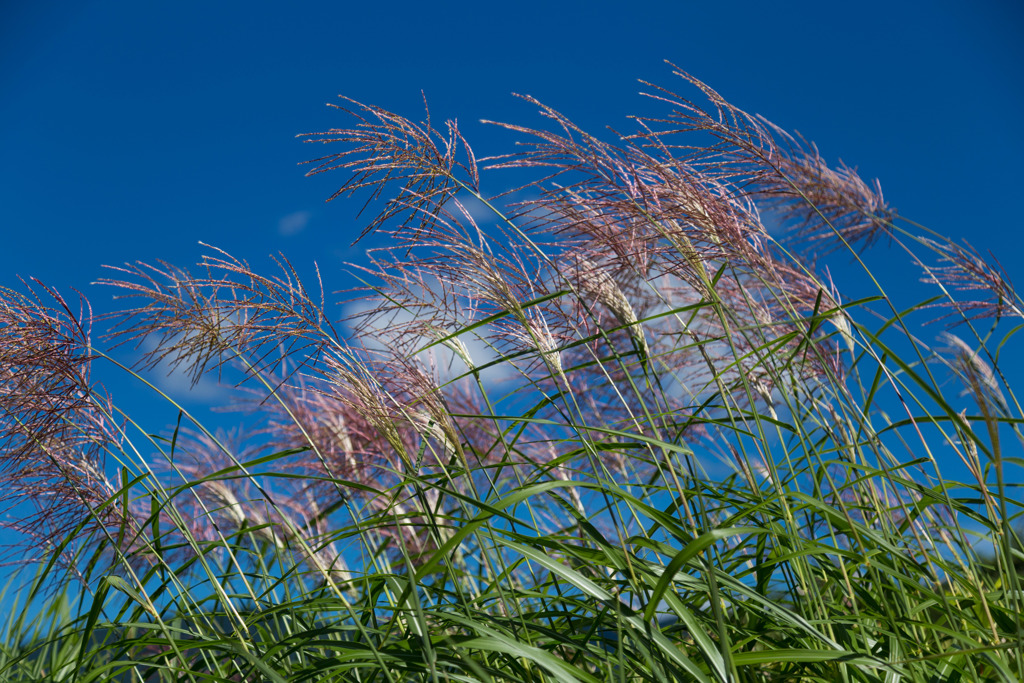 真夏のススキ