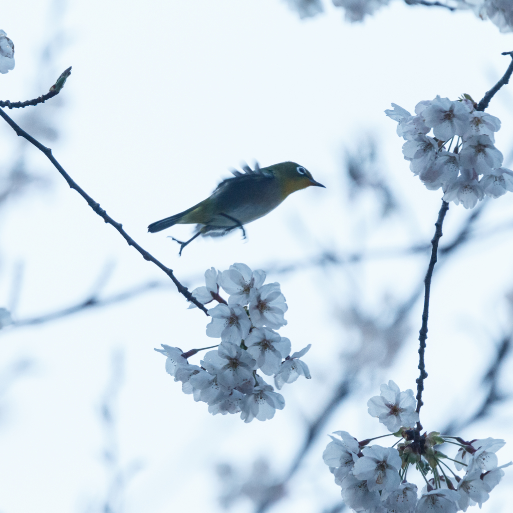 夕暮れサクジローⅢ