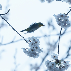 夕暮れサクジローⅢ