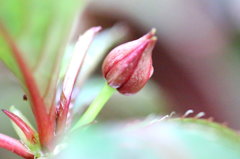 ＴＵＢＯＭＩ