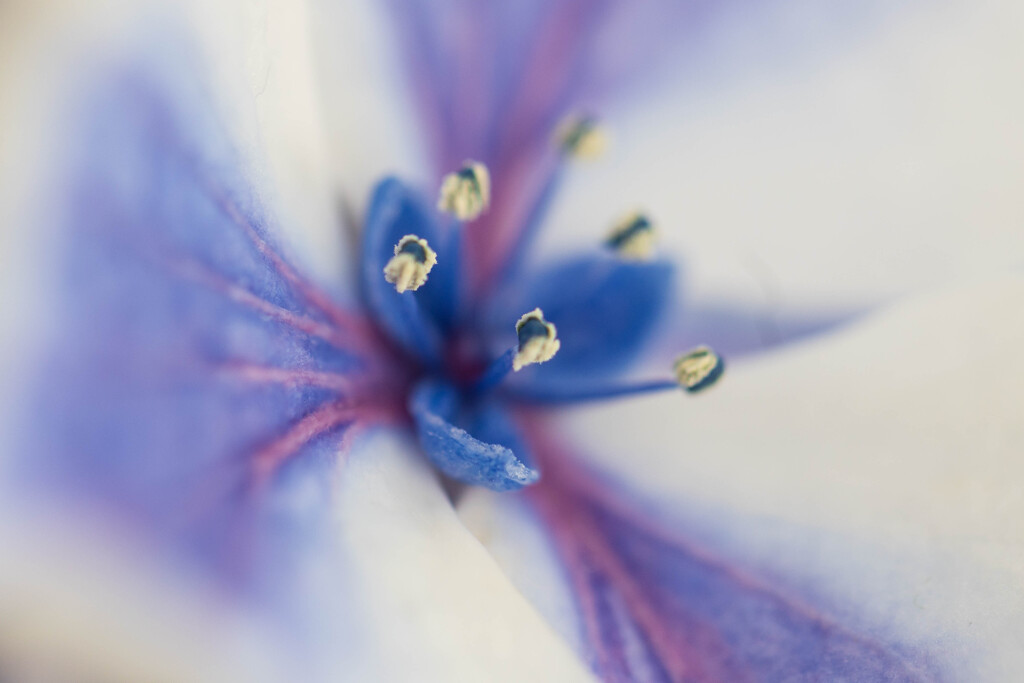 紫陽花～開花～