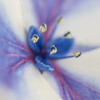 紫陽花～開花～