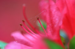 蜘蛛の糸