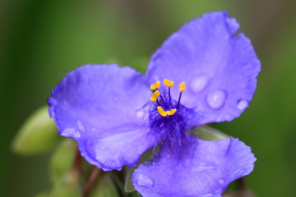 ムラサキツユクサ