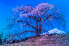 矢島の一本桜　風