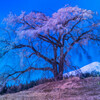矢島の一本桜　風