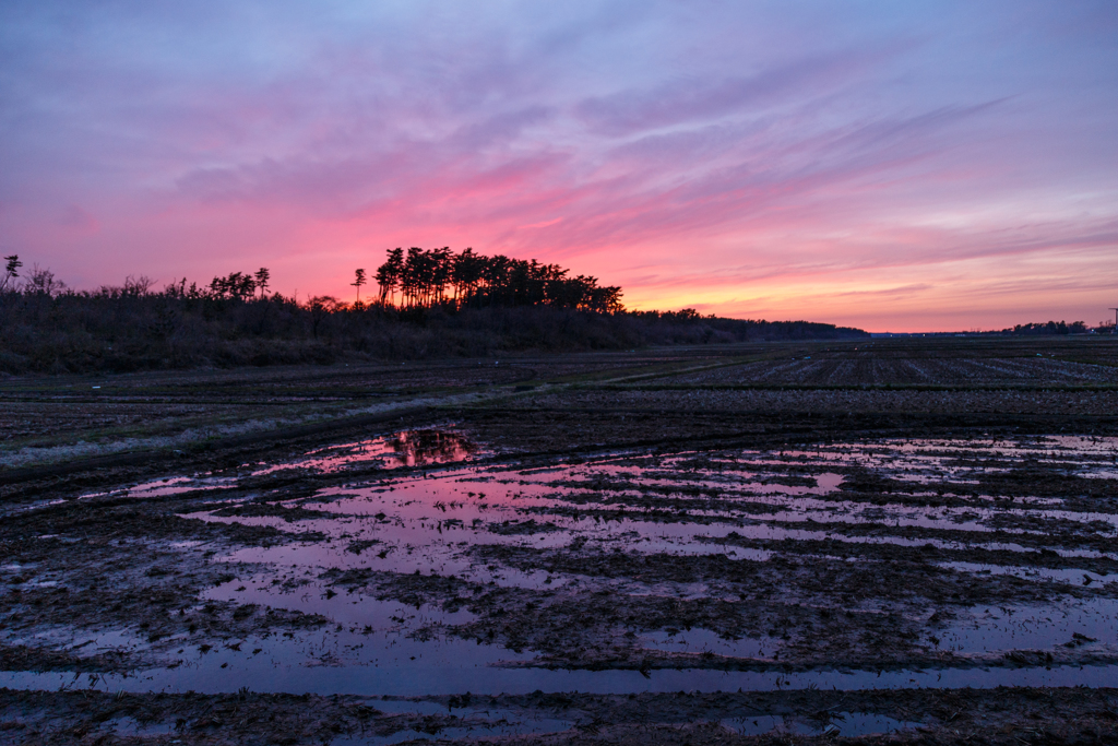 四月の水田　夕景　Ⅰ