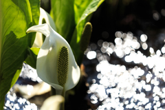 水芭蕉