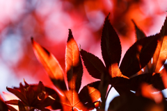 六月の紅葉　Ⅱ