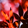 六月の紅葉　Ⅱ