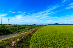 南秋平野の夏　Ⅵ