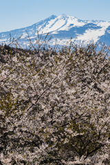 桜と鳥海山