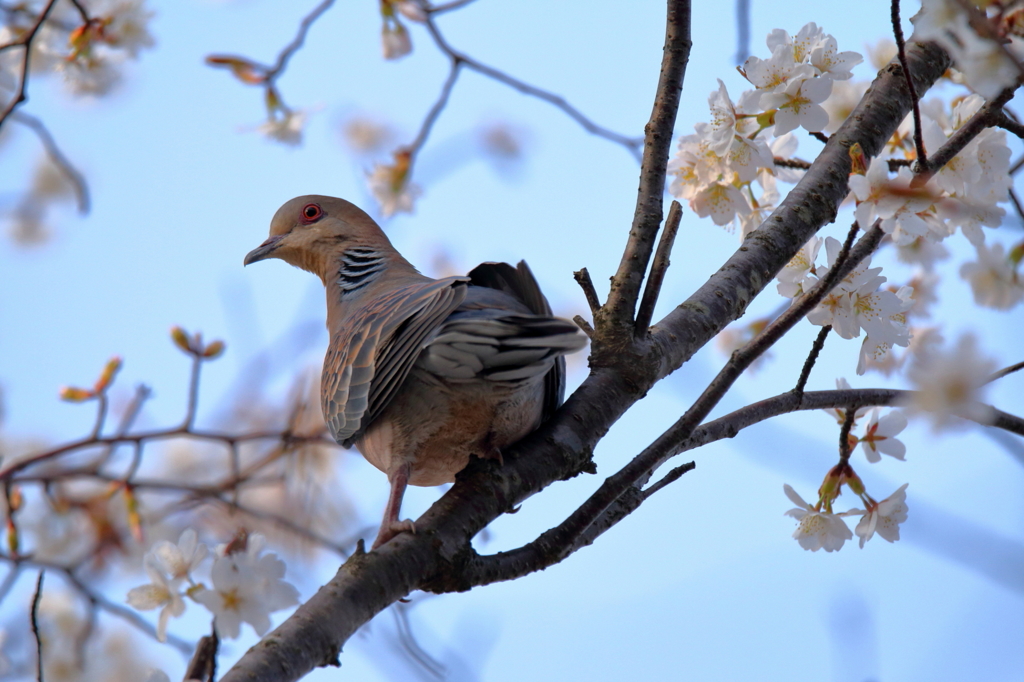 桜に雉鳩