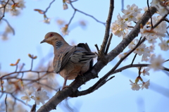 桜に雉鳩