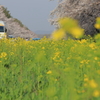菜の花ロード