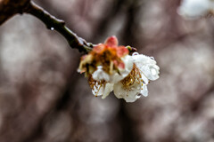 梅開く