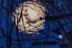 ビーバームーンのような