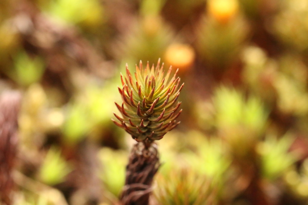 地べたの賑わい３