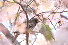 春爛漫