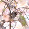 春爛漫