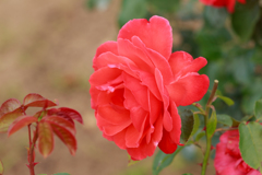 花笠