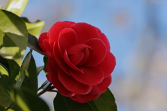 開花