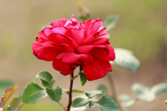 ビクトル ユーゴ