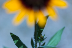 ひまわりではなく・・・