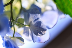 紫陽花の秘密