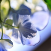 紫陽花の秘密