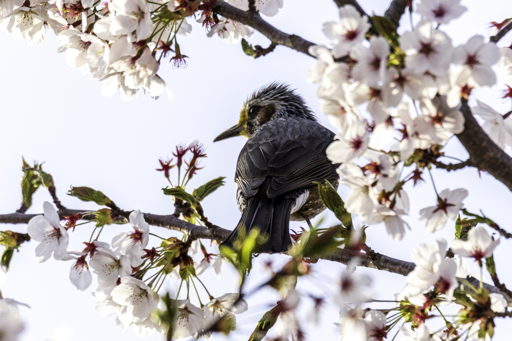 桜 ヒヨ
