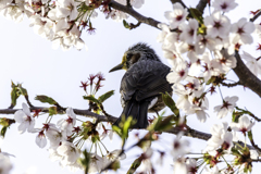 桜 ヒヨ