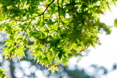 オオモミジ　Ⅰ