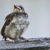 ヒヨドリのお子様でした