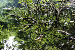 丸池様　Ⅵ