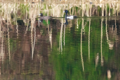 キンクロハジロ