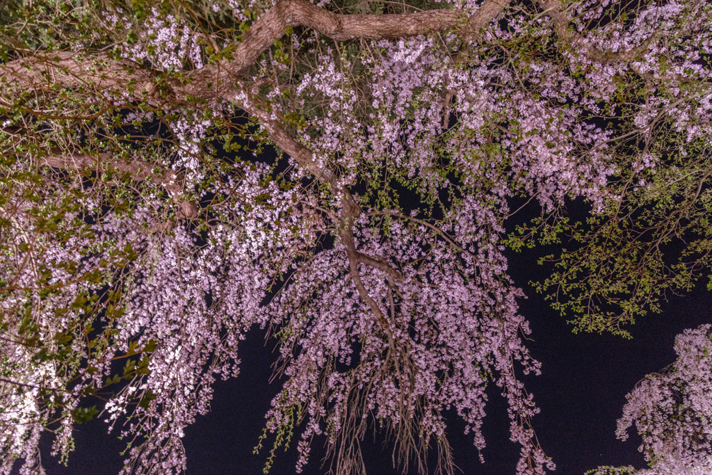 角館夜桜　Ⅲ