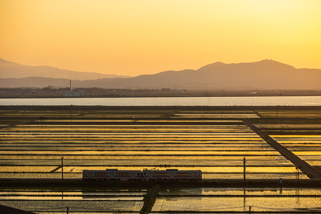 水田の夕色