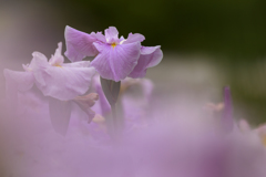 菖蒲　Ⅰ