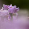 菖蒲　Ⅰ