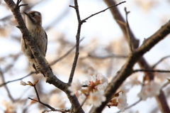 桜にコゲラ