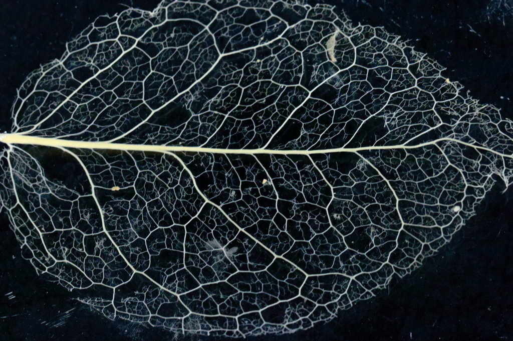 Ｌｅａｆ