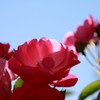 薔薇１