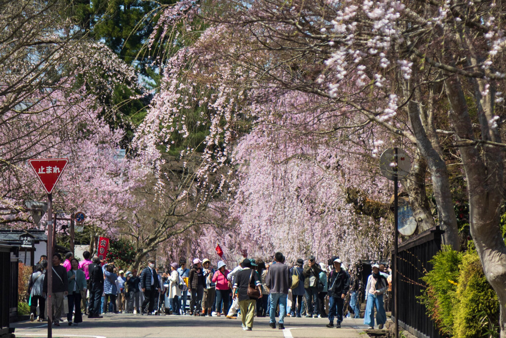 桜の下で