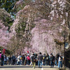 桜の下で
