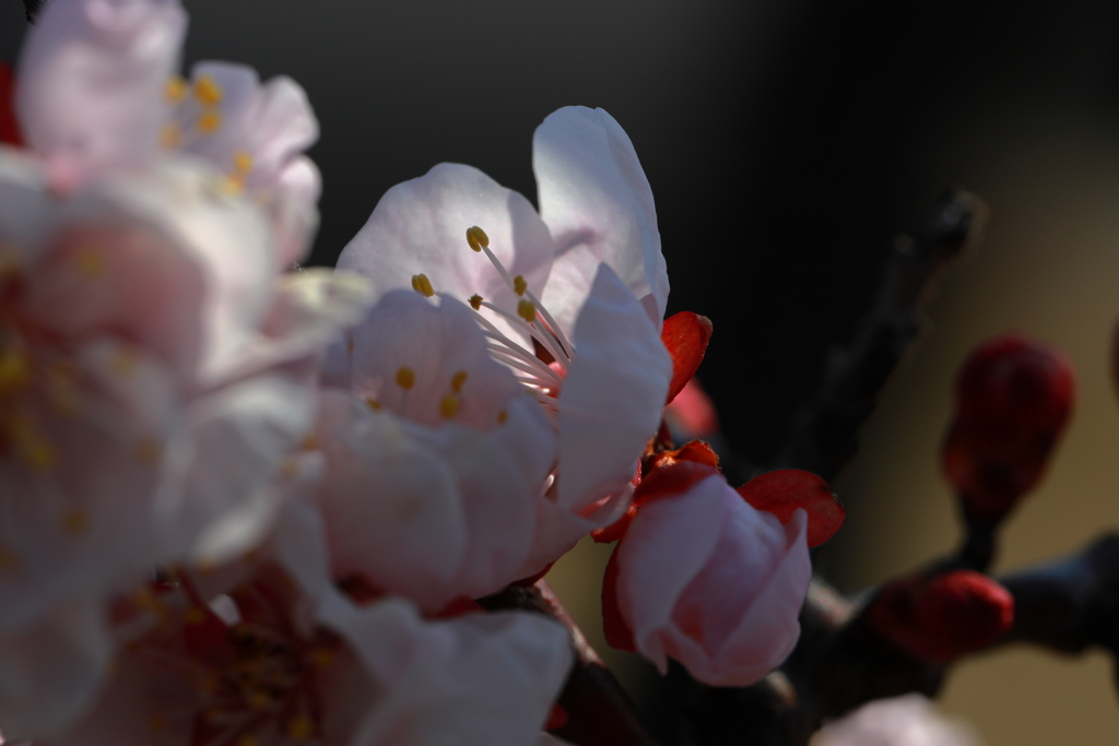 ほの明り
