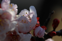ほの明り