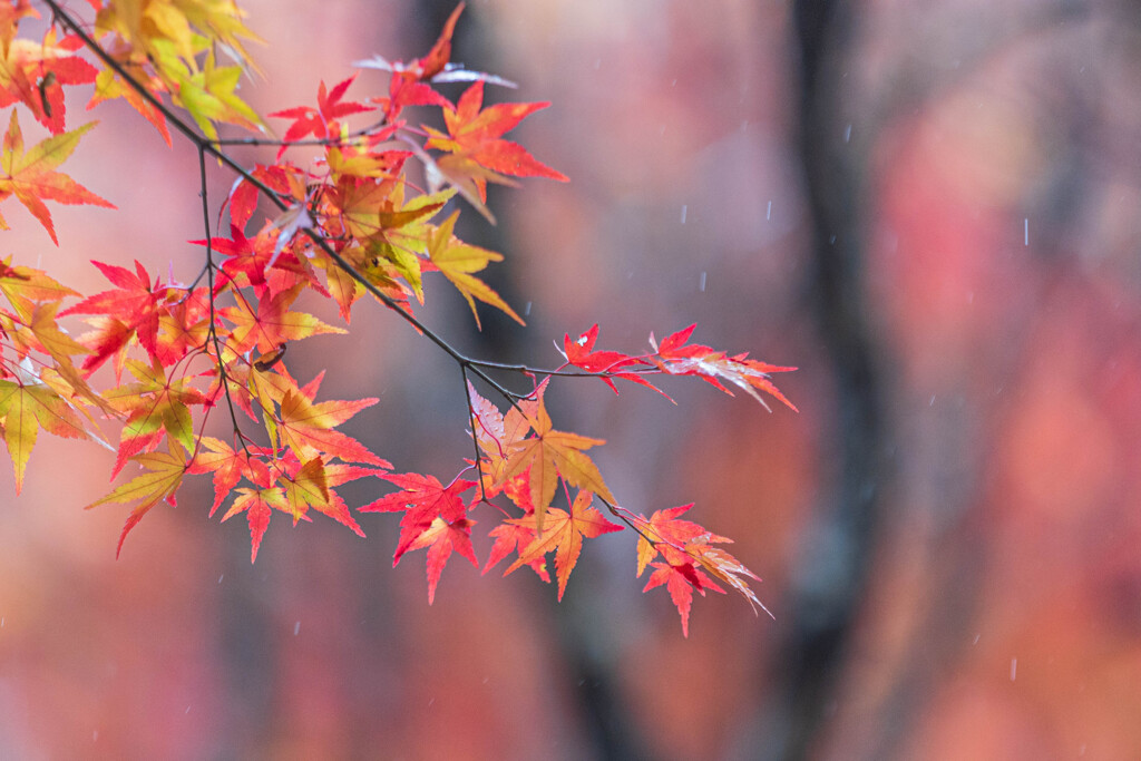 雨紅葉